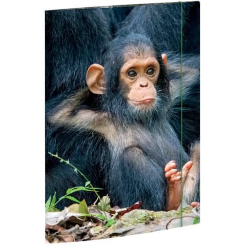 RNK Verlag - Zeichenmappe Relaxed Monkey - A4, 3 Klappen mit Gummizug, Karton